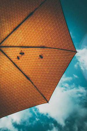 Honey Umbrella – UV-Schutz 50+
